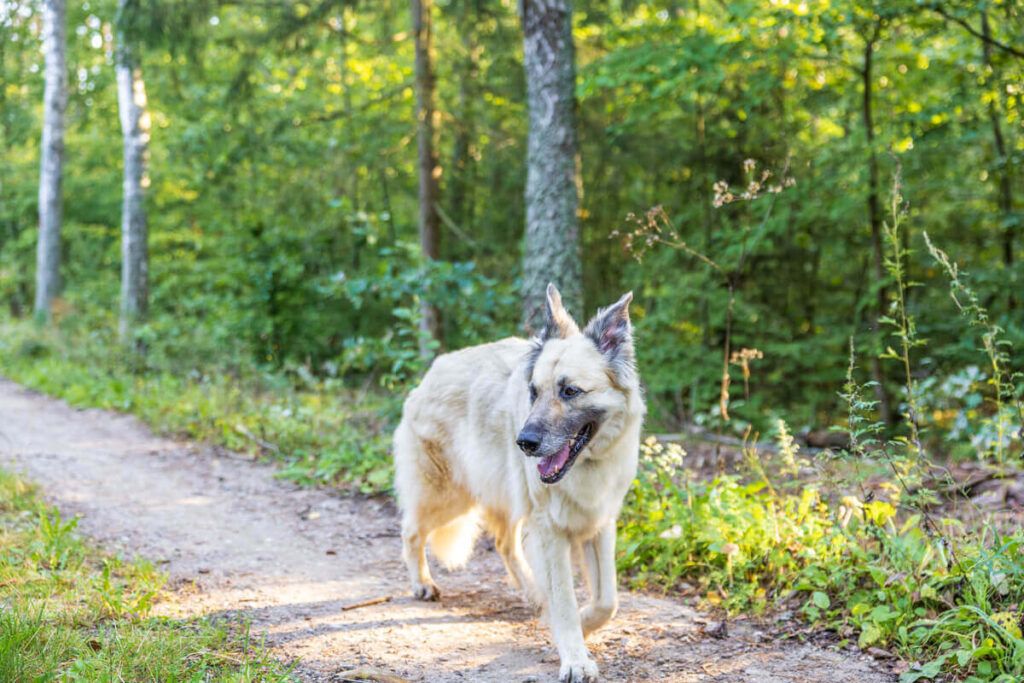 BX7A6368 Camping in Polen mit Hund, Campingplatz Polen, Wohnmobil Polen, campi