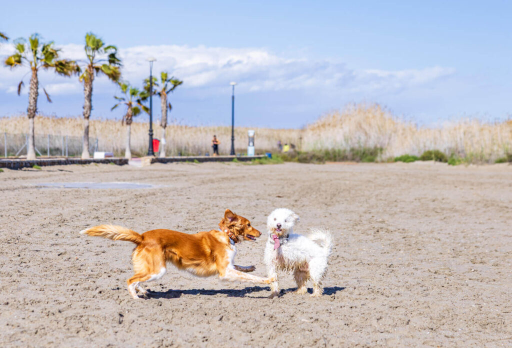 BX7A0612 Camping mit Hund in Spanien, Spanien mit dem Wohnmobil, Campingplatz Spanien Meer
