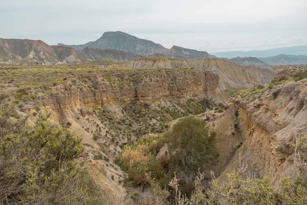 BX7A1142 In der Wüsten von Tabernas