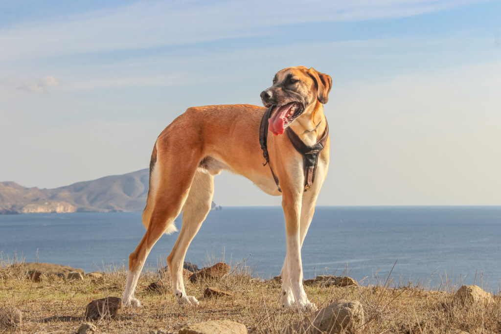 IMG_6918 Naturpark gabo de gata