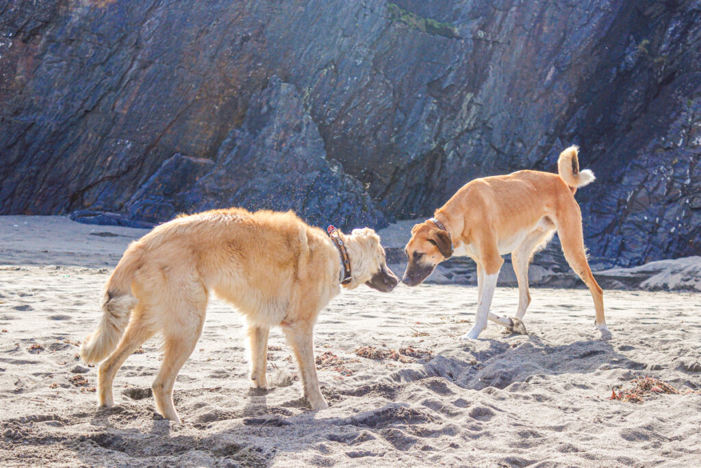 IMG_8699 Camping mit Hund in Spanien, Spanien mit dem Wohnmobil, Campingplatz Spanien Meer
