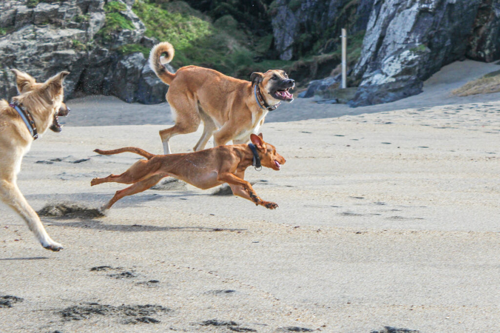 IMG_8856 Camping mit Hund in Spanien, Spanien mit dem Wohnmobil, Campingplatz Spanien Meer