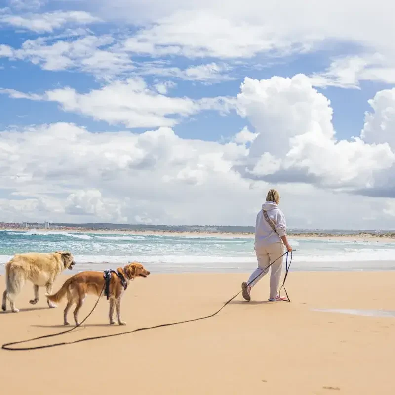 Canis Road Pakete Der Wohnmobil Reiseführer für hundebesitzer, camping mit hund, die besten Wohnmobil stellplätz für hunde