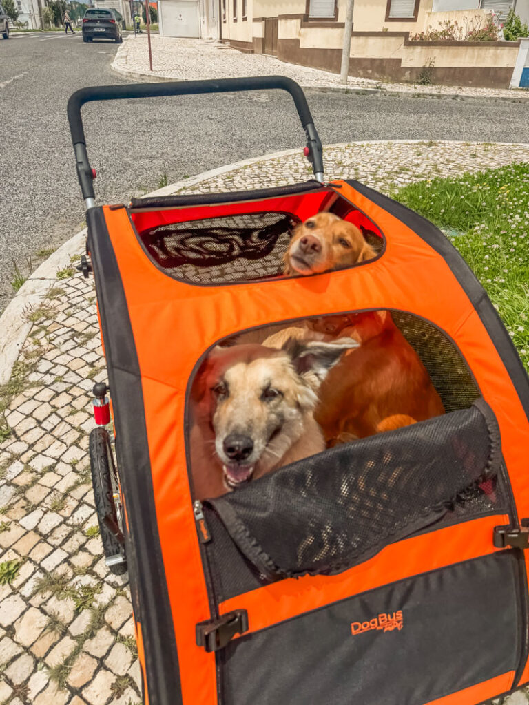 IMG_1739 Hundebuggy, Dogbus L, Trendpet,