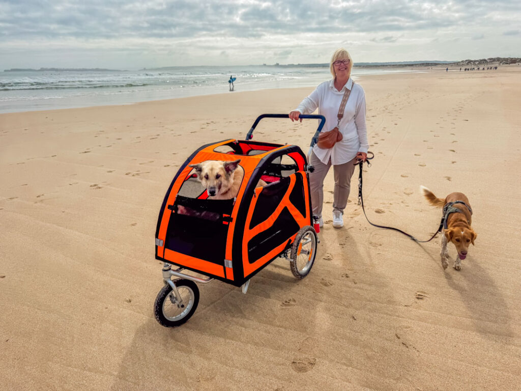 IMG_1781 Hundebuggy, Dogbus L, Trendpet,