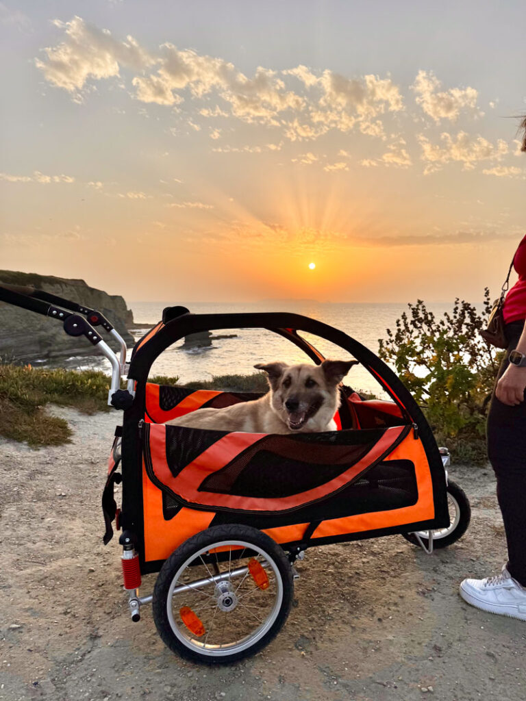 IMG_1956 svg+xml;charset=utf