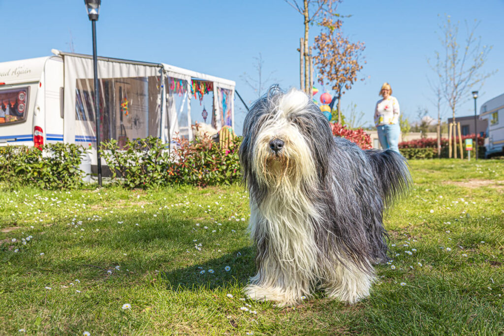 BX7A7961 italien mit dem wohnmobil und Hund, camping Italien, Wohnmobil Toskana