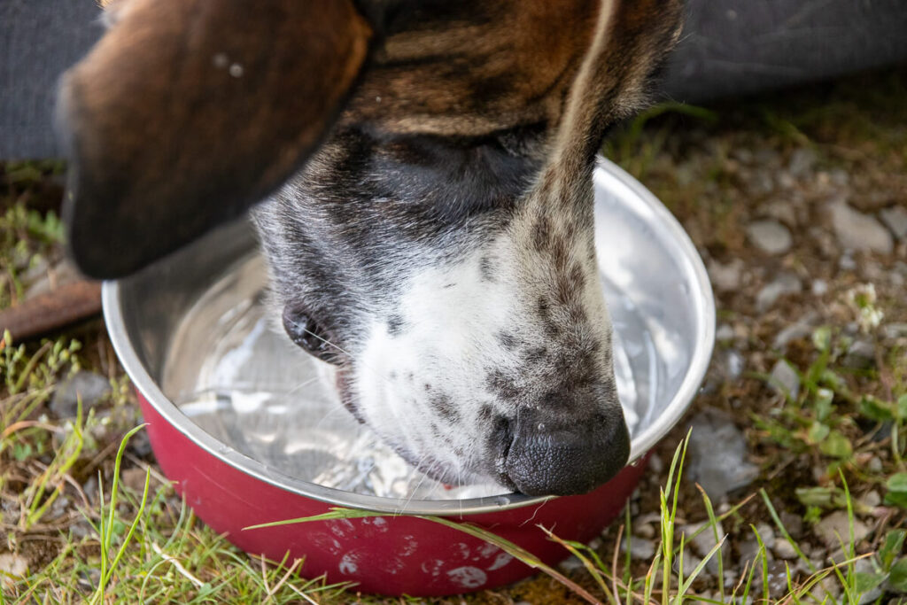 IMG_1164 Der Wohnmobil Reiseführer für hundebesitzer, camping mit hund, die besten Wohnmobil stellplätz für hunde