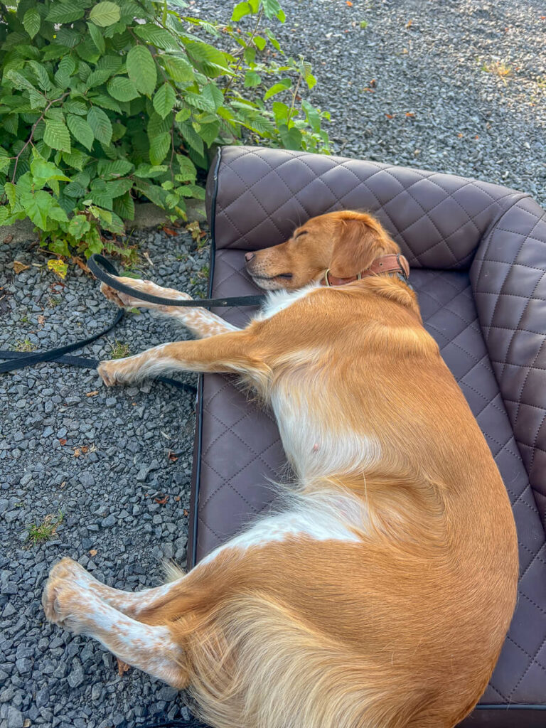 IMG_9943 Der Wohnmobil Reiseführer für hundebesitzer, camping mit hund, die besten Wohnmobil stellplätz für hunde